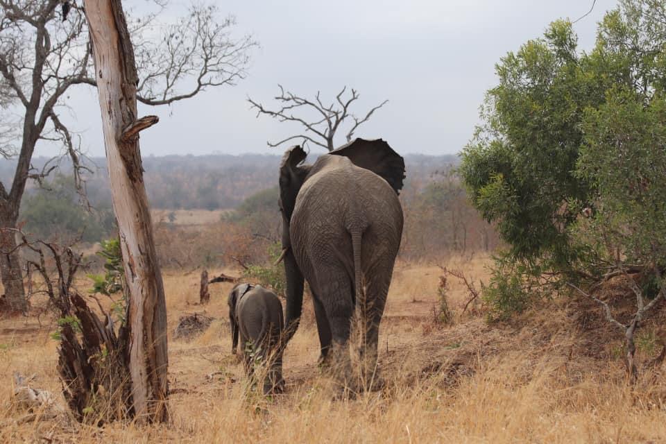 Elephants